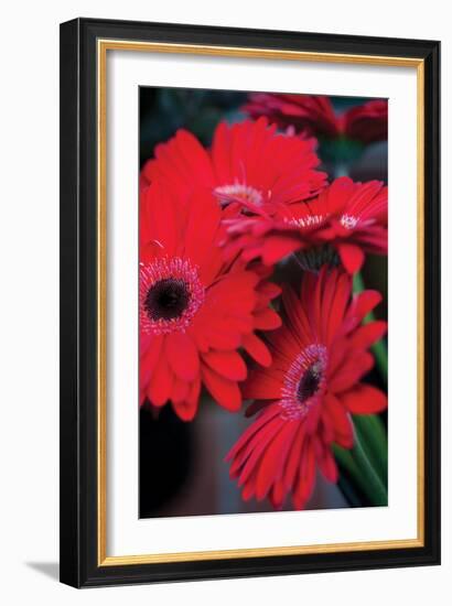 Red Gerbera Daisies 1-Erin Berzel-Framed Photographic Print