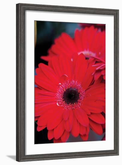 Red Gerbera Daisies 2-Erin Berzel-Framed Photographic Print