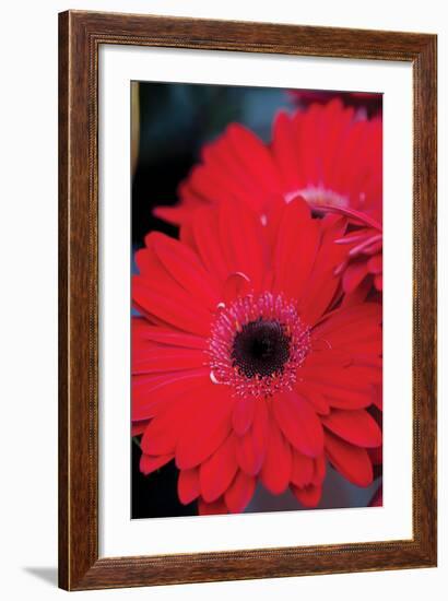 Red Gerbera Daisies 2-Erin Berzel-Framed Photographic Print