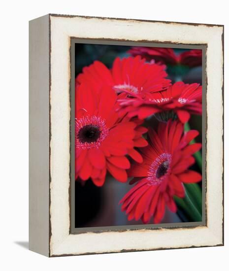 Red Gerbera Daisies I-Erin Berzel-Framed Stretched Canvas