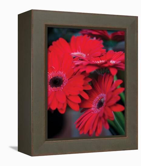 Red Gerbera Daisies I-Erin Berzel-Framed Stretched Canvas