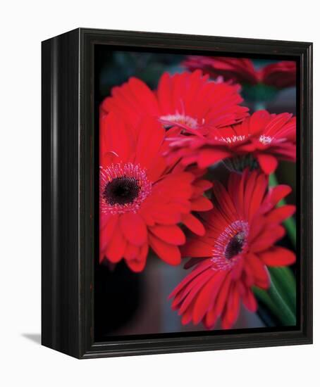 Red Gerbera Daisies I-Erin Berzel-Framed Stretched Canvas