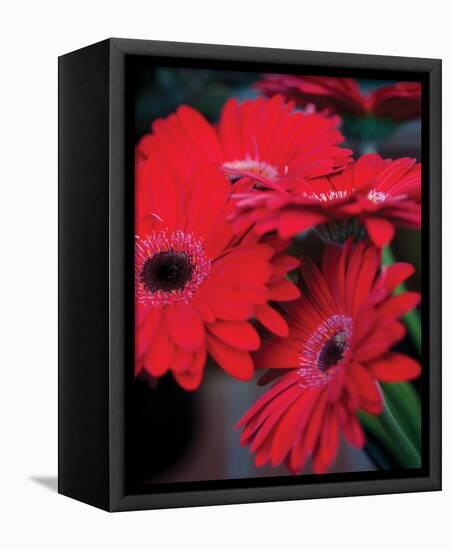 Red Gerbera Daisies I-Erin Berzel-Framed Stretched Canvas