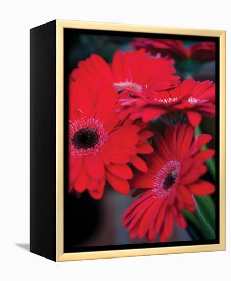 Red Gerbera Daisies I-Erin Berzel-Framed Stretched Canvas