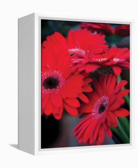 Red Gerbera Daisies I-Erin Berzel-Framed Stretched Canvas