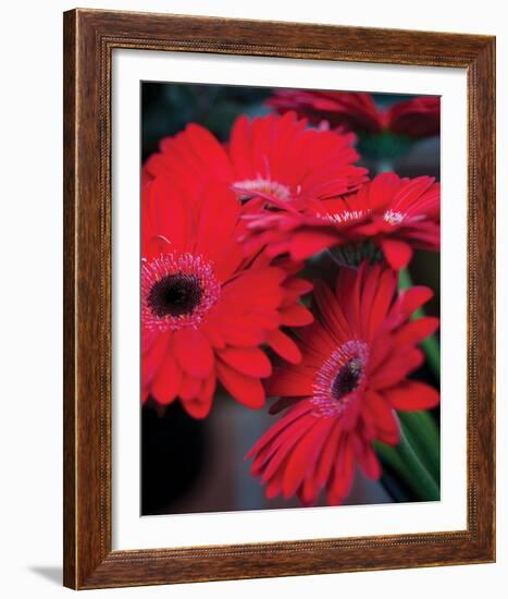 Red Gerbera Daisies I-Erin Berzel-Framed Photo