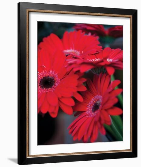 Red Gerbera Daisies I-Erin Berzel-Framed Photo