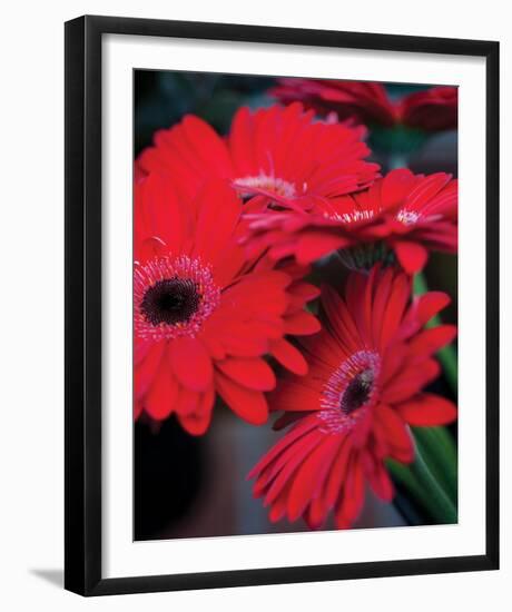 Red Gerbera Daisies I-Erin Berzel-Framed Photo