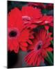 Red Gerbera Daisies I-Erin Berzel-Mounted Photo