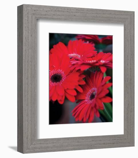 Red Gerbera Daisies I-Erin Berzel-Framed Photo