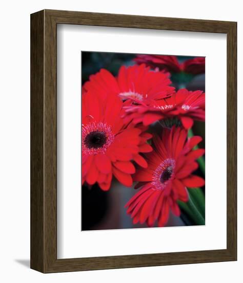 Red Gerbera Daisies I-Erin Berzel-Framed Photo