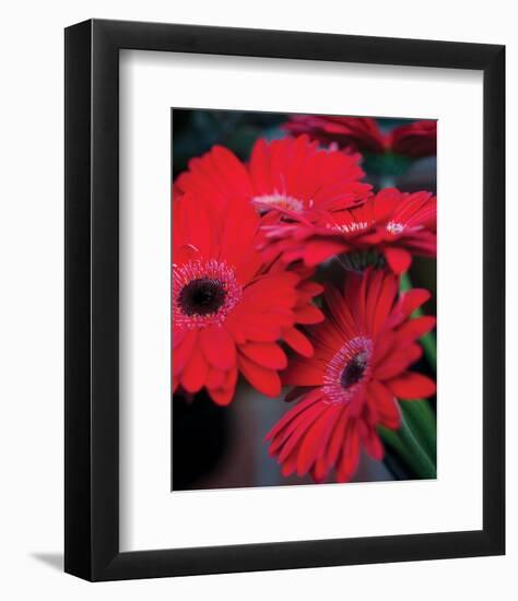 Red Gerbera Daisies I-Erin Berzel-Framed Photo