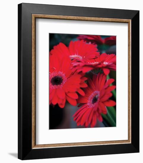 Red Gerbera Daisies I-Erin Berzel-Framed Photo