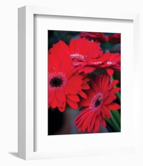 Red Gerbera Daisies I-Erin Berzel-Framed Photo