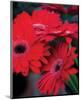 Red Gerbera Daisies I-Erin Berzel-Mounted Photo