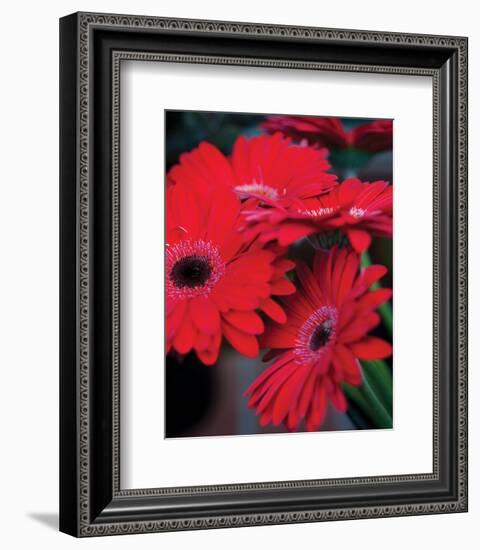 Red Gerbera Daisies I-Erin Berzel-Framed Photo