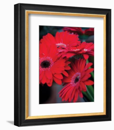 Red Gerbera Daisies I-Erin Berzel-Framed Photo