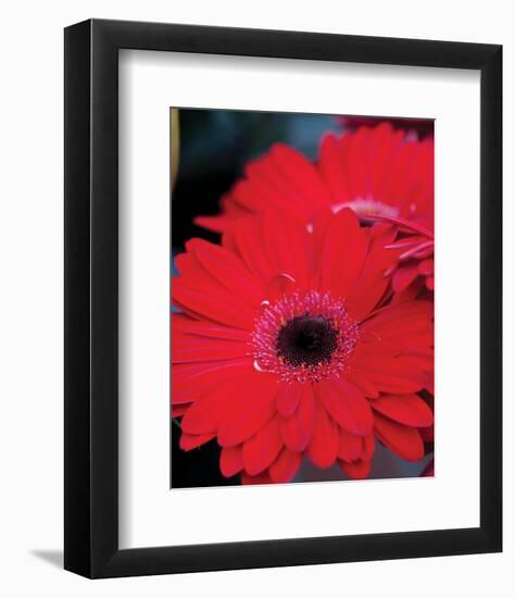 Red Gerbera Daisies II-Erin Berzel-Framed Photo