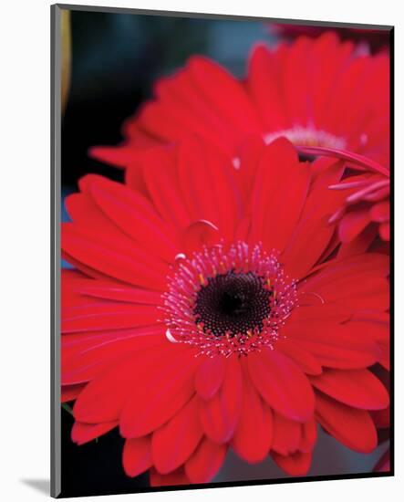 Red Gerbera Daisies II-Erin Berzel-Mounted Photo