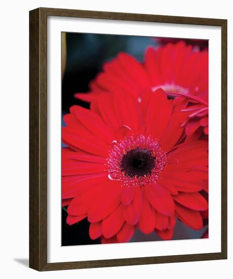 Red Gerbera Daisies II-Erin Berzel-Framed Photo