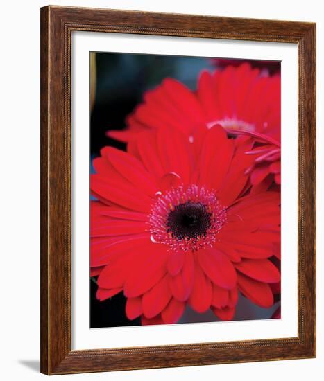 Red Gerbera Daisies II-Erin Berzel-Framed Photo