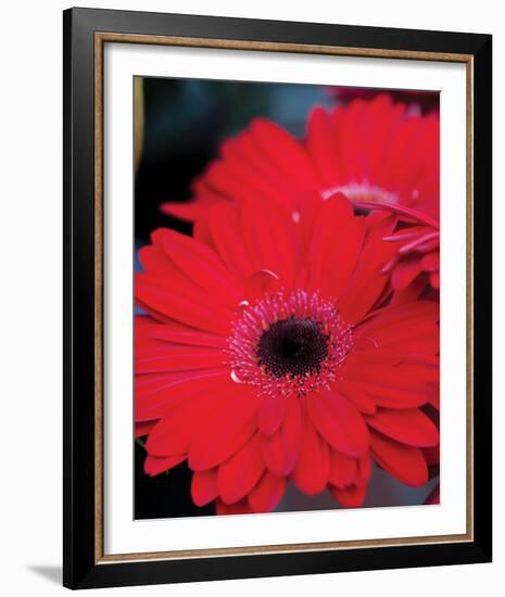 Red Gerbera Daisies II-Erin Berzel-Framed Photo