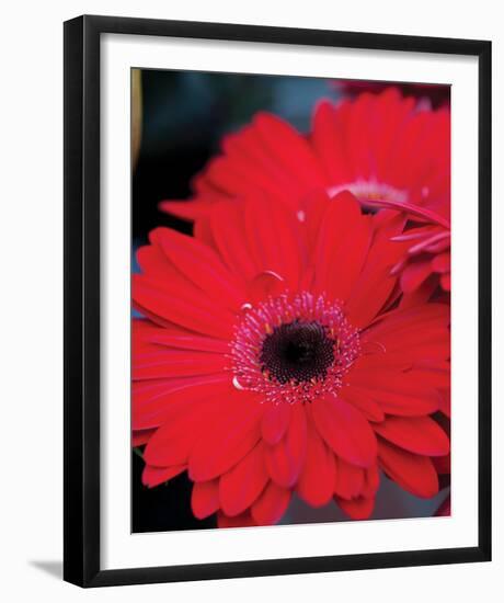 Red Gerbera Daisies II-Erin Berzel-Framed Photo