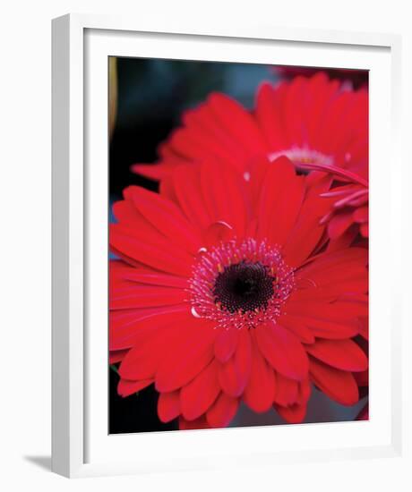 Red Gerbera Daisies II-Erin Berzel-Framed Photo