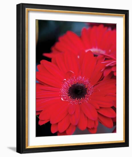 Red Gerbera Daisies II-Erin Berzel-Framed Photo