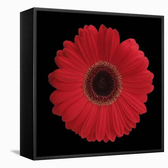 Red Gerbera Daisy-Jim Christensen-Framed Premier Image Canvas