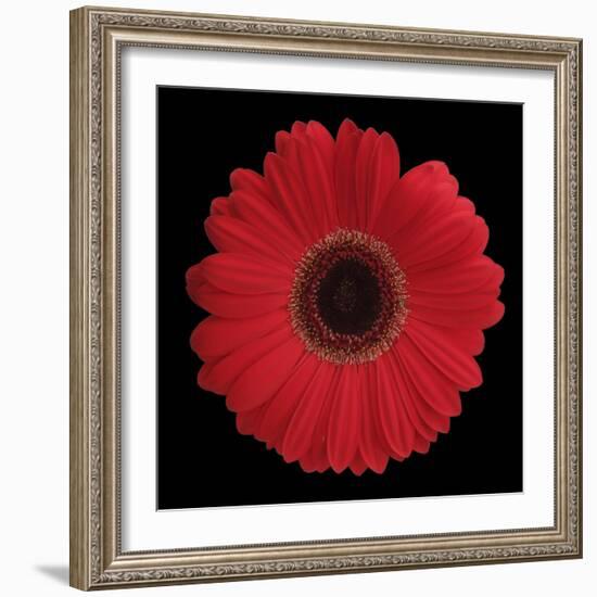 Red Gerbera Daisy-Jim Christensen-Framed Photographic Print