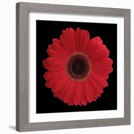 Red Gerbera Daisy-Jim Christensen-Framed Photographic Print