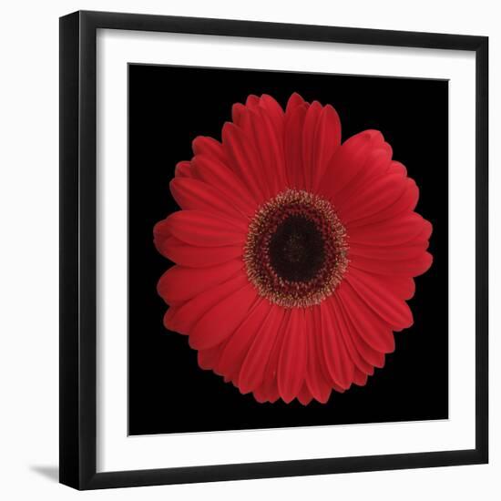 Red Gerbera Daisy-Jim Christensen-Framed Photographic Print