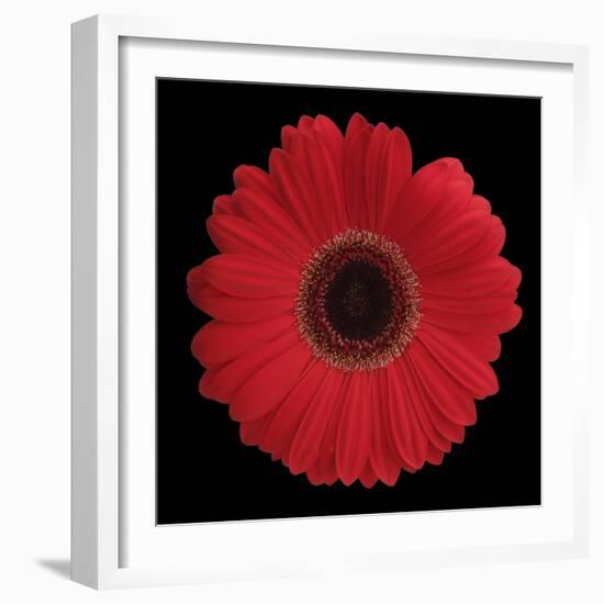 Red Gerbera Daisy-Jim Christensen-Framed Photographic Print