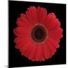 Red Gerbera Daisy-Jim Christensen-Mounted Photographic Print