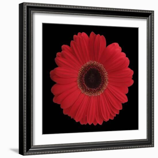 Red Gerbera Daisy-Jim Christensen-Framed Photographic Print