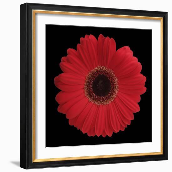 Red Gerbera Daisy-Jim Christensen-Framed Photographic Print