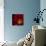 Red Gerbera on Black 02-Tom Quartermaine-Giclee Print displayed on a wall
