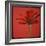 Red Gerbera on Red 07-Tom Quartermaine-Framed Giclee Print