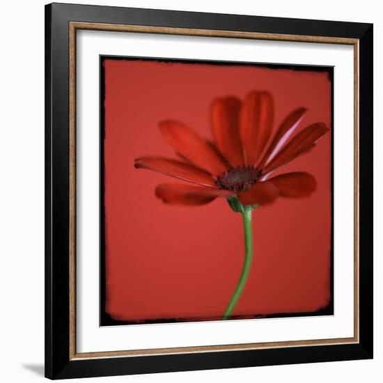 Red Gerbera on Red 07-Tom Quartermaine-Framed Giclee Print