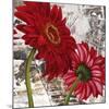 Red Gerberas III-Jenny Thomlinson-Mounted Art Print