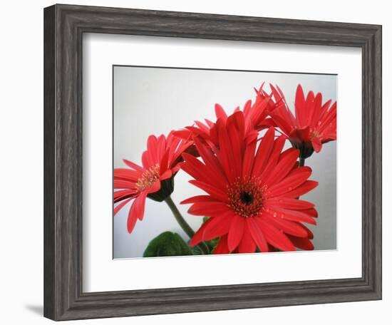 Red Gerbers II-Herb Dickinson-Framed Photographic Print