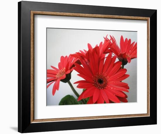 Red Gerbers II-Herb Dickinson-Framed Photographic Print