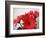 Red Gerbers II-Herb Dickinson-Framed Photographic Print