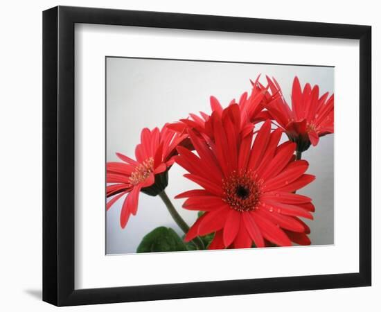 Red Gerbers II-Herb Dickinson-Framed Photographic Print