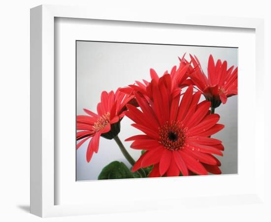 Red Gerbers II-Herb Dickinson-Framed Photographic Print