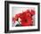 Red Gerbers II-Herb Dickinson-Framed Photographic Print