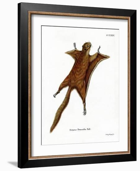 Red Giant Flying Squirrel-null-Framed Giclee Print