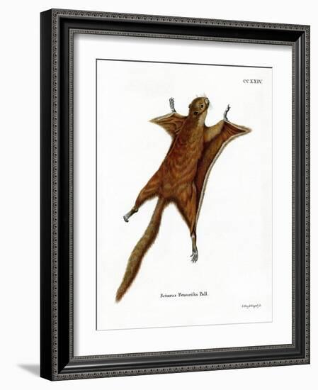 Red Giant Flying Squirrel-null-Framed Giclee Print