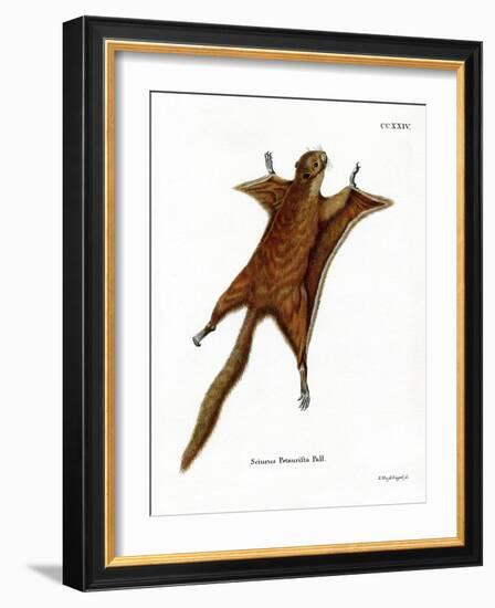 Red Giant Flying Squirrel-null-Framed Giclee Print